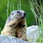 Winter Is Going: Groundhog Day Facts